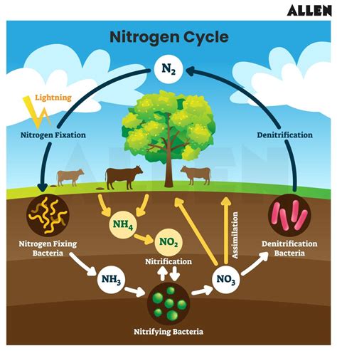CBSE Notes for Class 8 Science Chapter 2 – Microorganisms: Friends and Foes
