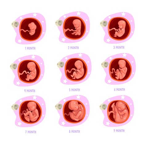 Pregnancy Week By Week Fetal Development Pictures