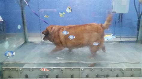 24 Hour Veterinarian in Oklahoma City - Neel Veterinary Hospital