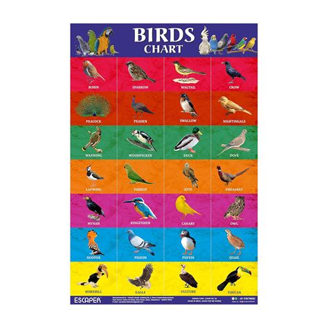 Buy ESCAPER Birds Picture Chart for Kids learning (11.5 x 17.5 inches ...
