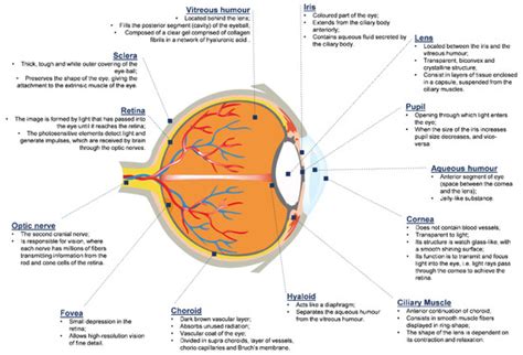 Ocular Cell Lines and Genotoxicity Assessment
