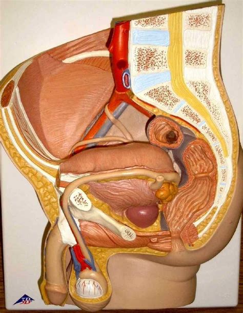 Image result for Male Reproduction Model
