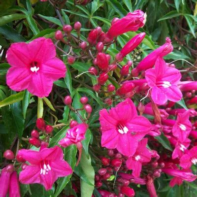 Buy Morning Glory Plant - Ipomea Pink online at best price