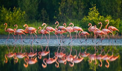 A Journey of Pink: Exploring the Migration of Flamingos
