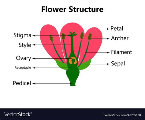 Botany 的图像结果