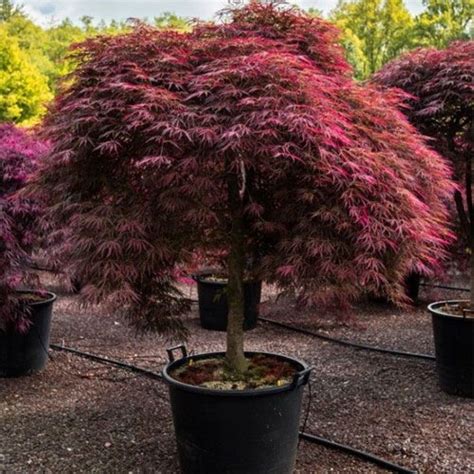 Tamukeyama japanese maple – Artofit