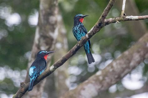 ANKASA RESERVE LODGE (Jomoro) - Lodge Reviews & Photos - Tripadvisor