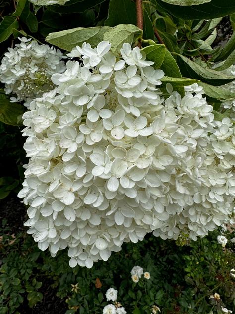 Park Hill Plants And Trees Southern Living White Wedding® Hydrangea, #2 ...