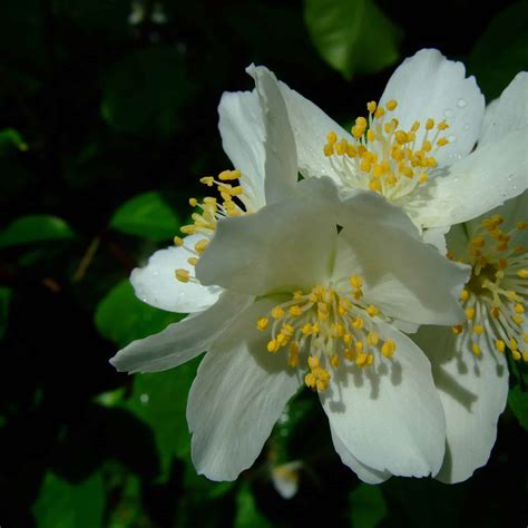 How To Grow Mock Orange Bush | Plantly