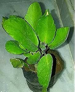 Zomoloco_Bryophyllum Pinnatum/Patharchatta Plant-Bryophyllum Pinnatum ...