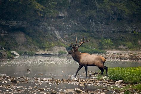 The Return of the Majestic Elk in Arkansas - Somewhere In Arkansas