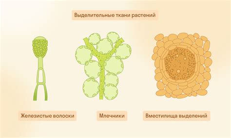Ткани высших растений: что это, виды, функции