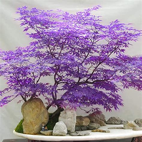 Buy CHUXAY GARDEN Ghost Purple le,Acer Palmatum,Japanese le Tree 30 ...