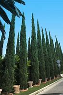 Image result for Small Cypress Trees