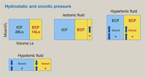 Regulation of fluid and electrolyte balance - Anaesthesia & Intensive ...