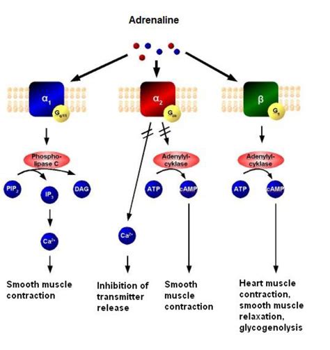 Adrenaline (epinephrine) : Virtual Library