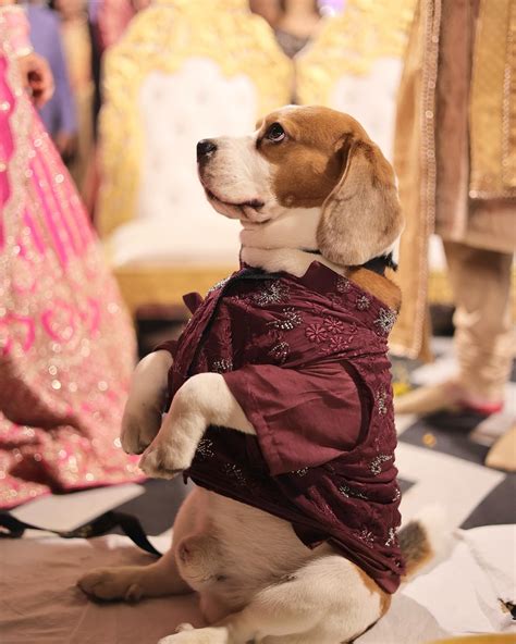 Wine Nehru Jacket Kurta Set – Siva