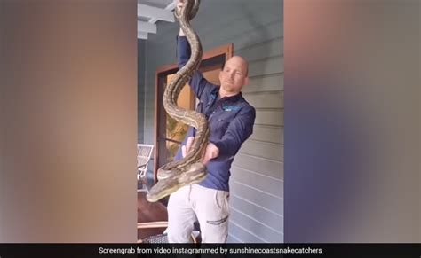 घर की बालकनी में एकसाथ बैठे दिखे 4 विशाल अजगर और कई सांप, पहले नहीं ...