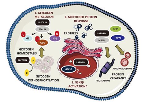 Molecular and cellular processes underlying Unverricht-Lundborg disease ...