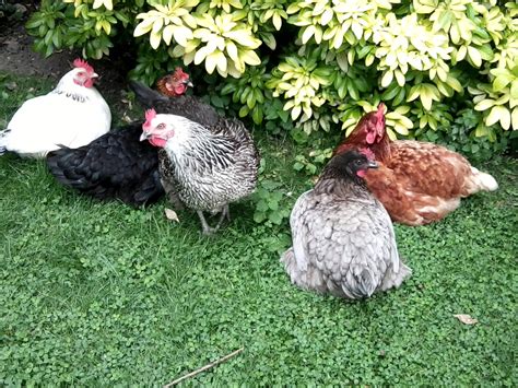 Hybrid For Sale | Chickens | Breed Information | Omlet