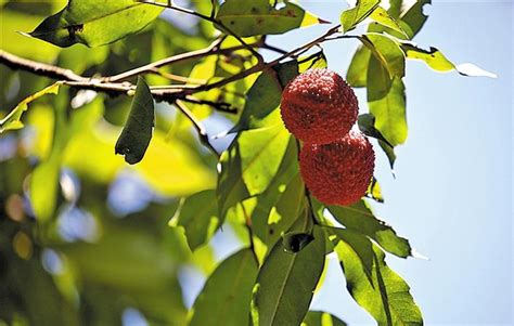 “黄田荔枝”明日开摘上市_深圳新闻网