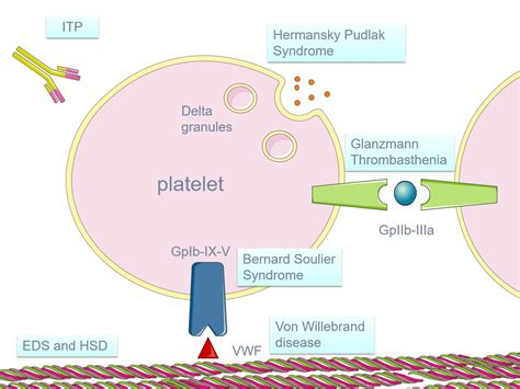 Primary Hemostasis Disorders as a Cause of Heavy Menstrual Bleeding in ...