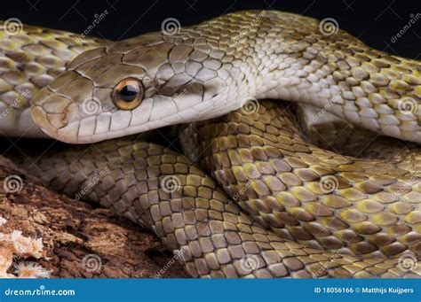 Japanese rat snake stock photo. Image of elaphe, aodaish - 18056166