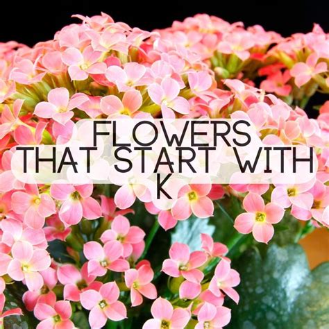 Flowers That Start With The Letter K | The Rex Garden