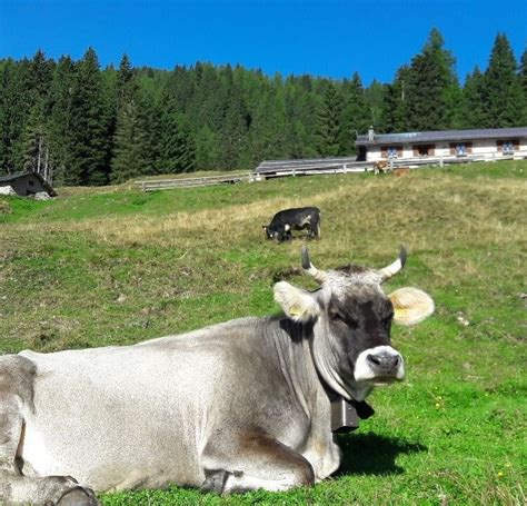 Wanderungen - Malga Crel - PRIMIERO SAN MARTINO DI CASTROZZA