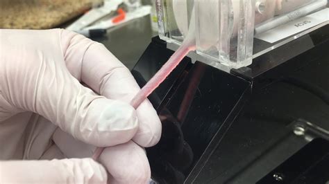 Image result for Intradermal Injection Mouse