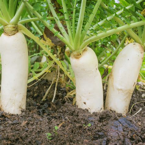 Japanese Daikon Radish Seeds at Noah Weber blog