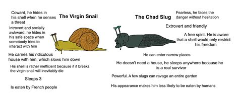 Snail Vs Slug Video at John Tabarez blog