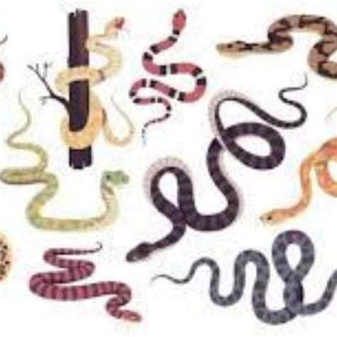 Image result for Data Visualization Snakes
