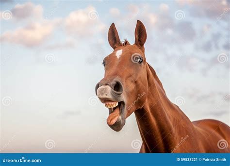 Funny horse stock image. Image of colorful, funny, hilarious - 59533221