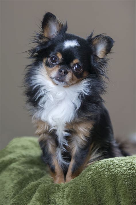 Long Hair Chihuahua Haircut Styles : Grooming a Long Haired Chihuahua ...