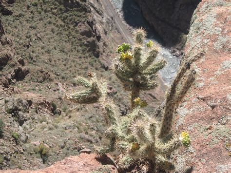 Free Images : landscape, nature, cactus, sharp, texture, leaf, flower ...