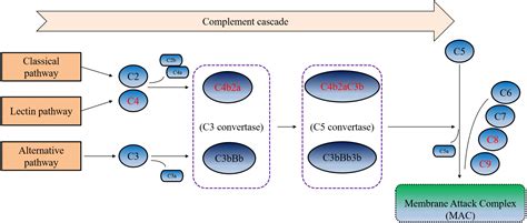 Significance of urine complement proteins in monitoring lupus activity [PeerJ]