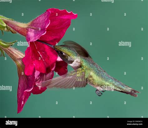 Do Hummingbirds Like Petunia at Rebecca Carol blog