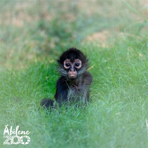 Baby Spider Monkey Pet A Baby Spider Monkey Named Estela