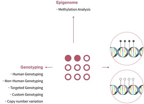 Microarray Kit 的图像结果