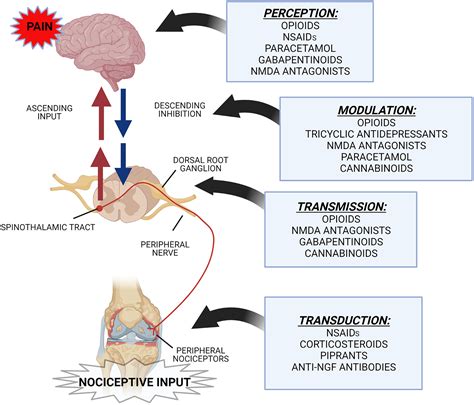 Can You Give A Dog Paracetamol For Arthritis