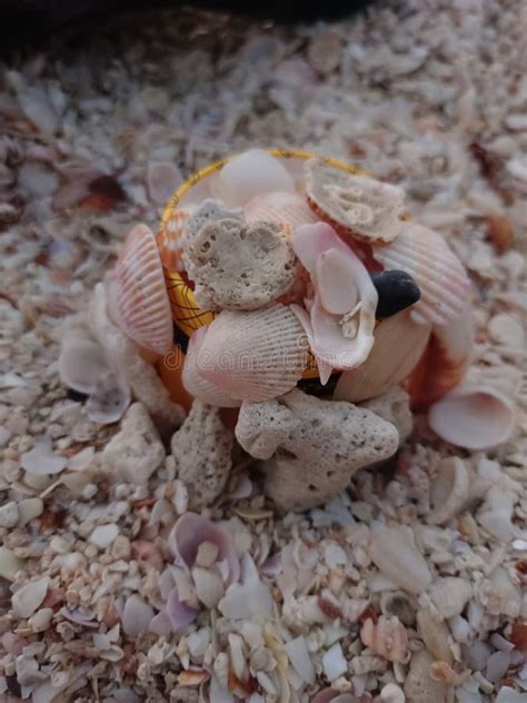 Image result for Colorful Sea Shells On Beach
