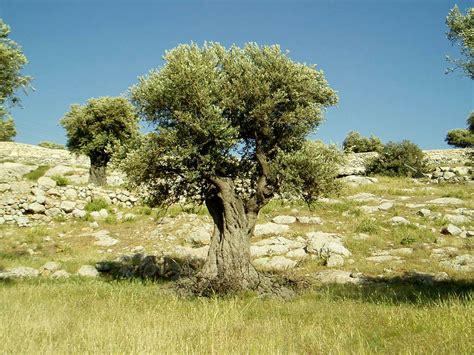 olive tree quotes