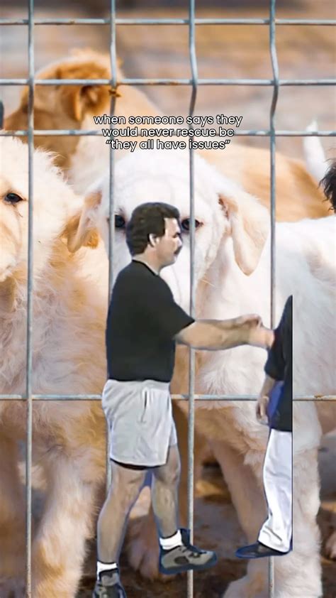 Image result for Terrifying Pit Bull