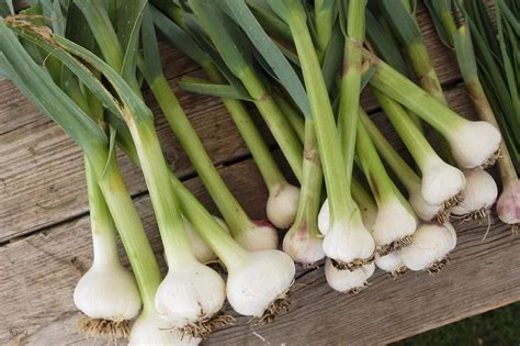 Best Way To Store Bulbs Of Garlic at Milla Levi blog