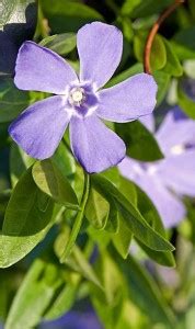 Splorias Vinca Flower Seed Price in India - Buy Splorias Vinca Flower ...