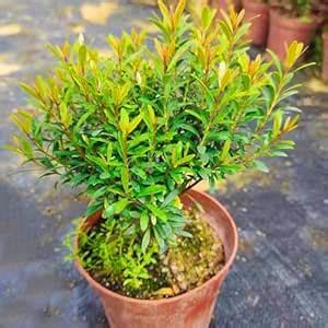 MITU Syzygium Live Plant Premium Evergreen Tropical Shrub for Instant ...