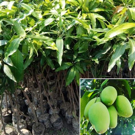 AGRO ALIVE Thai Wood Apple Bael Bilva bell plant Variety Kot Bel ...