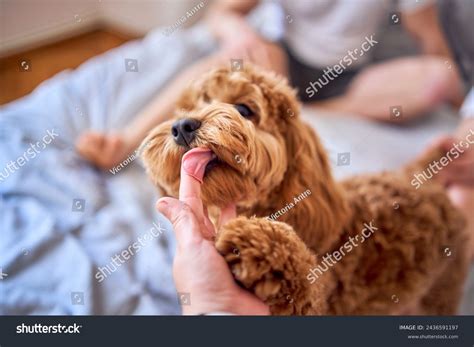 Image result for Old Cockapoo