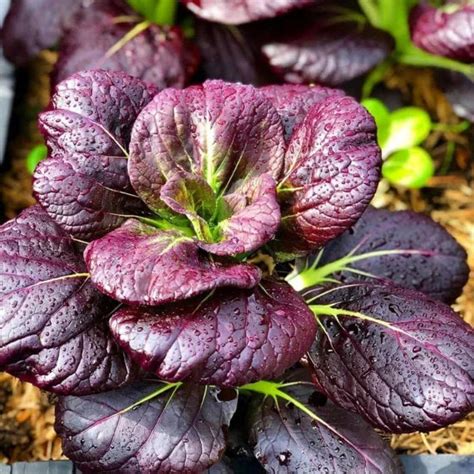 Pak Choi/ Pak Choy/Bok choi Lavender F1 Hybrid Purple Seeds ...